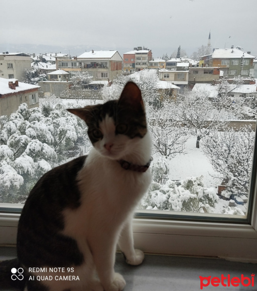 Tekir Kedi, Kedi  Bella fotoğrafı