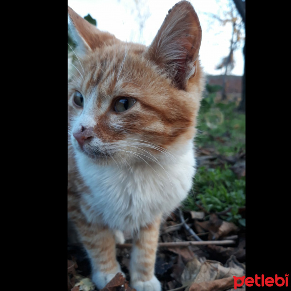 Tekir Kedi, Kedi  Boncuk fotoğrafı
