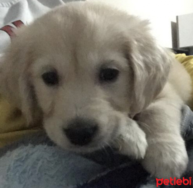 Golden Retriever, Köpek  Alex fotoğrafı