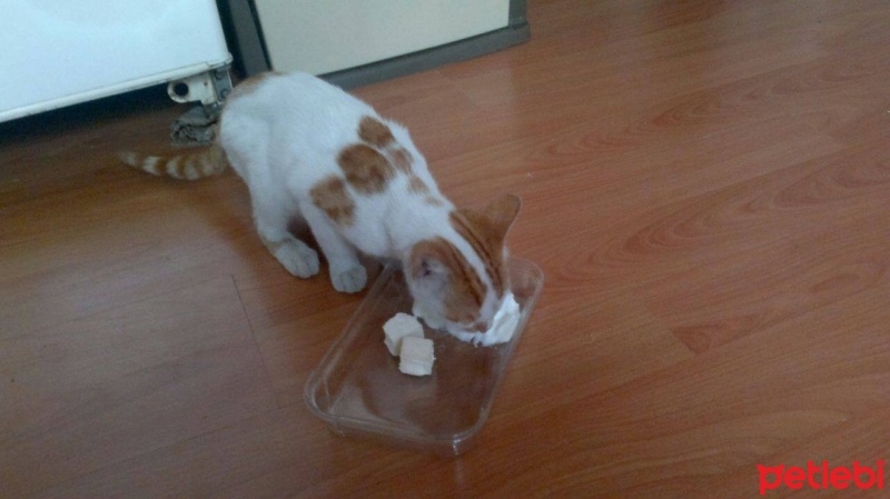 Tekir Kedi, Kedi  mınzır fotoğrafı