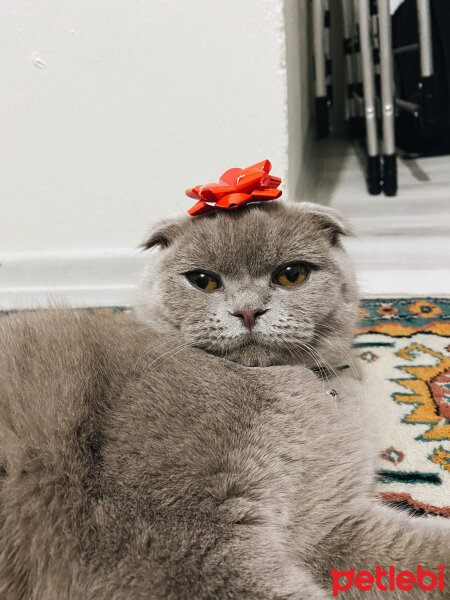 Scottish Fold, Kedi  Lila fotoğrafı