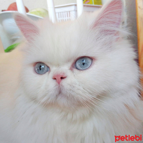 İran Kedisi (Persian), Kedi  Luna fotoğrafı