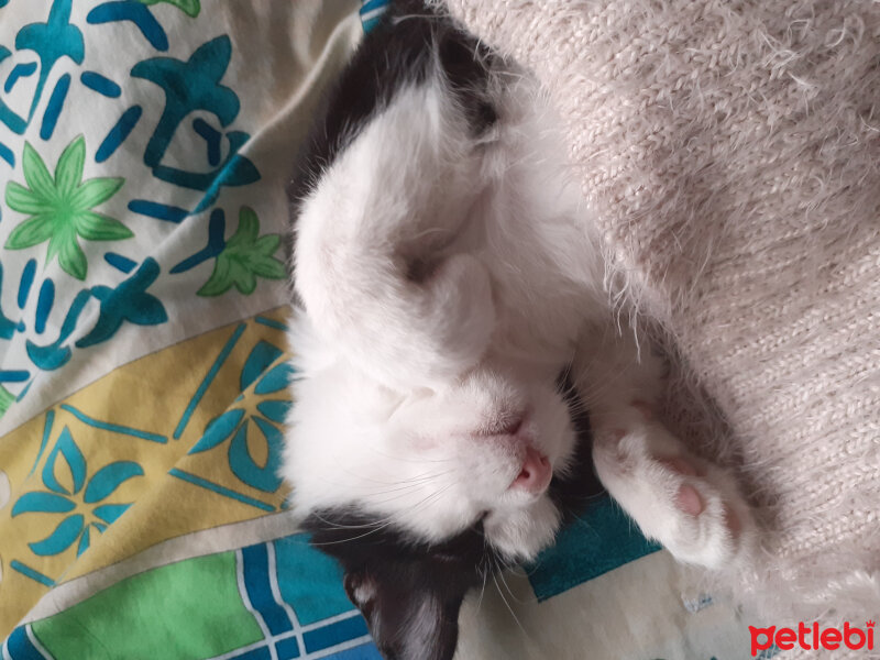 Tuxedo (Smokin) Kedi, Kedi  Üzüm fotoğrafı