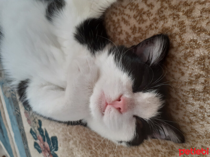 Tuxedo (Smokin) Kedi, Kedi  Üzüm fotoğrafı