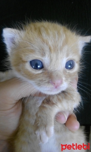 Tekir Kedi, Kedi  Kumsal fotoğrafı