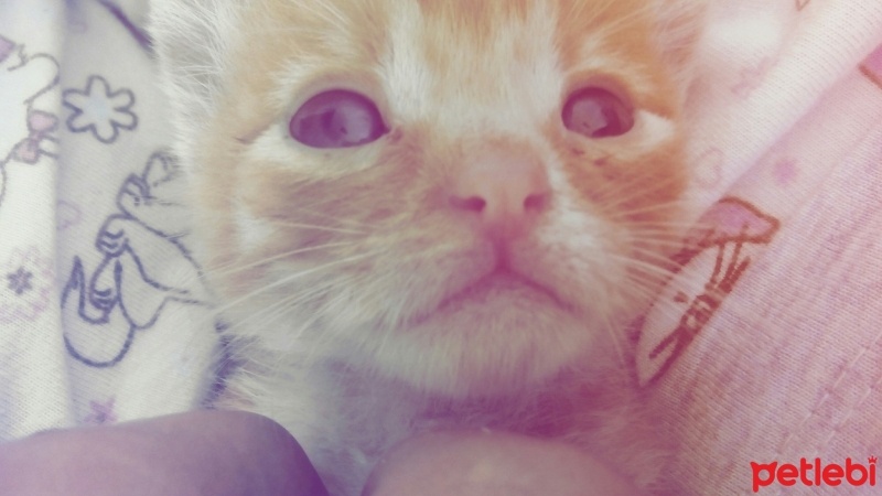 Tekir Kedi, Kedi  Kumsal fotoğrafı