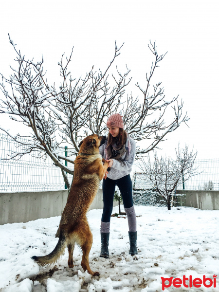 Belçika Malinois, Köpek  Sasha fotoğrafı