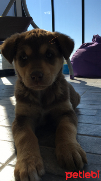 Rottweiler, Köpek  Manita fotoğrafı