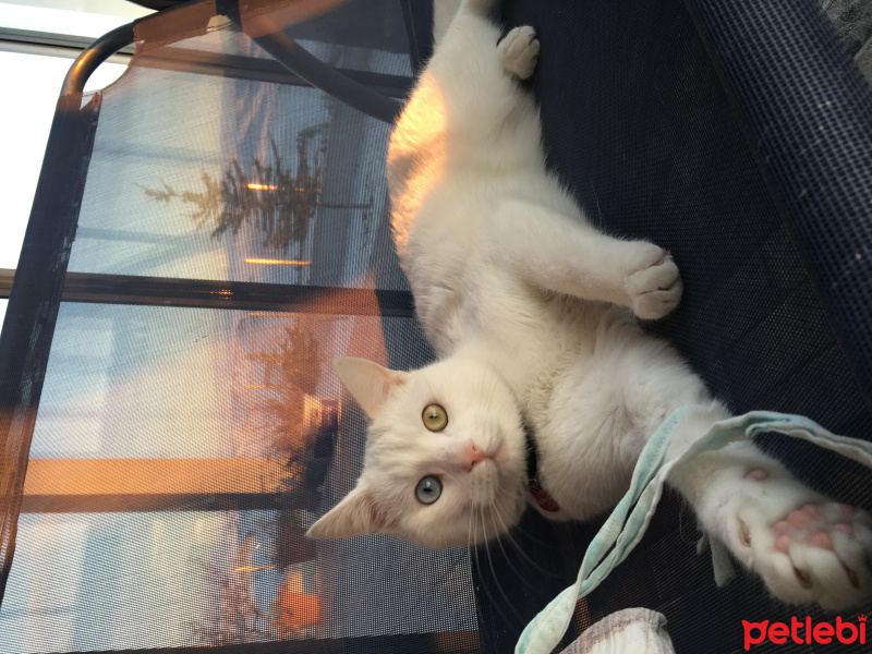 Van Kedisi, Kedi  Mirabel fotoğrafı