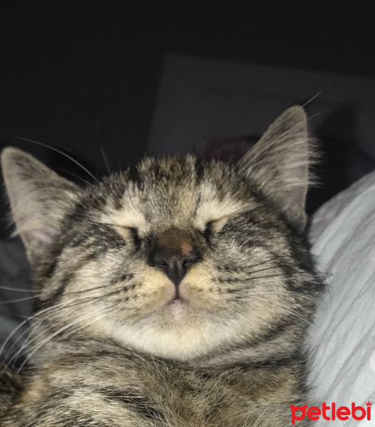 Tekir Kedi, Kedi  Süreyya fotoğrafı