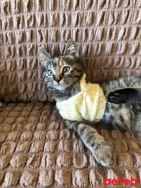Tekir Kedi, Kedi  Süreyya fotoğrafı