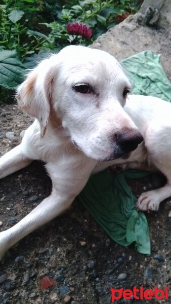 İngiliz Setter, Köpek  Köpük  fotoğrafı