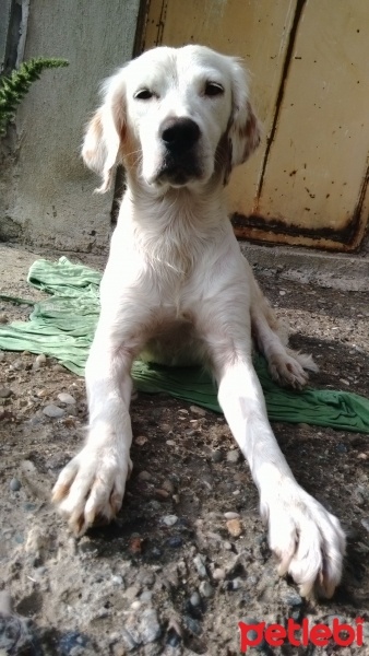 İngiliz Setter, Köpek  Köpük  fotoğrafı