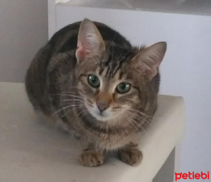 Tekir Kedi, Kedi  Ela fotoğrafı