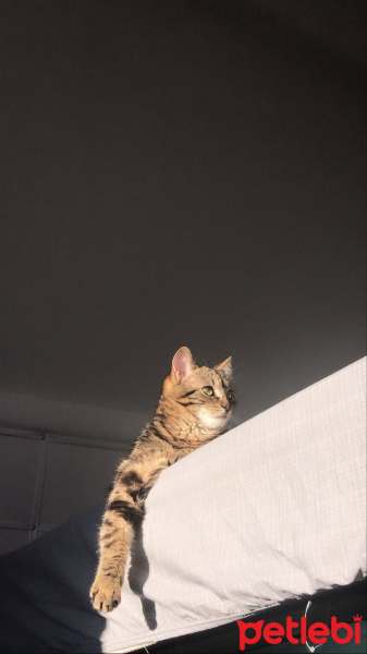 Tekir Kedi, Kedi  Betty fotoğrafı