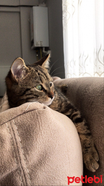 Tekir Kedi, Kedi  Betty fotoğrafı