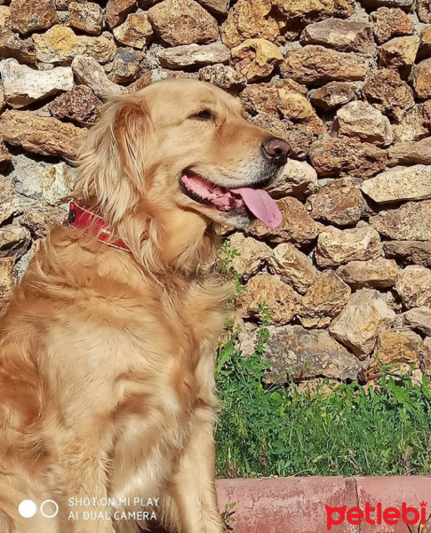 Golden Retriever, Köpek  Tommy fotoğrafı