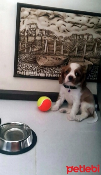 Cavalier King Charles Spanieli, Köpek  Alex fotoğrafı