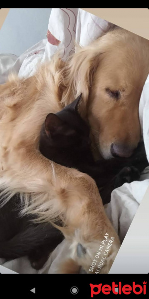Tekir Kedi, Kedi  Elssa fotoğrafı