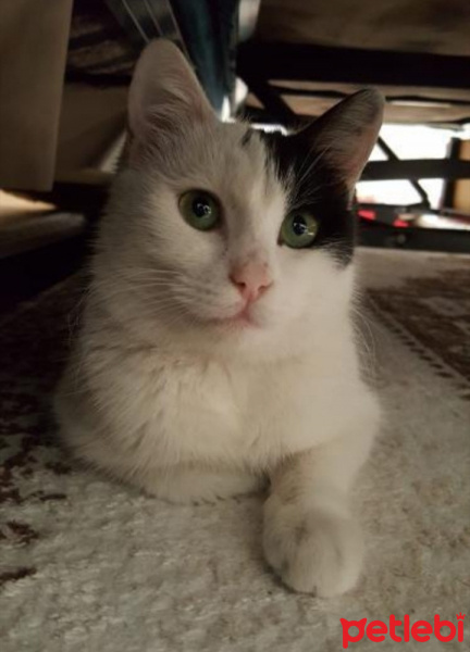 Tekir Kedi, Kedi  Hêja Hanım fotoğrafı