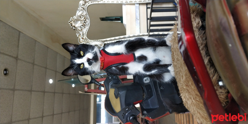 Tekir Kedi, Kedi  karahan fotoğrafı