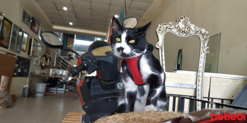 Tekir Kedi, Kedi  karahan fotoğrafı