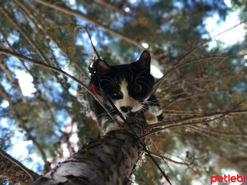 Tekir Kedi, Kedi  karahan fotoğrafı
