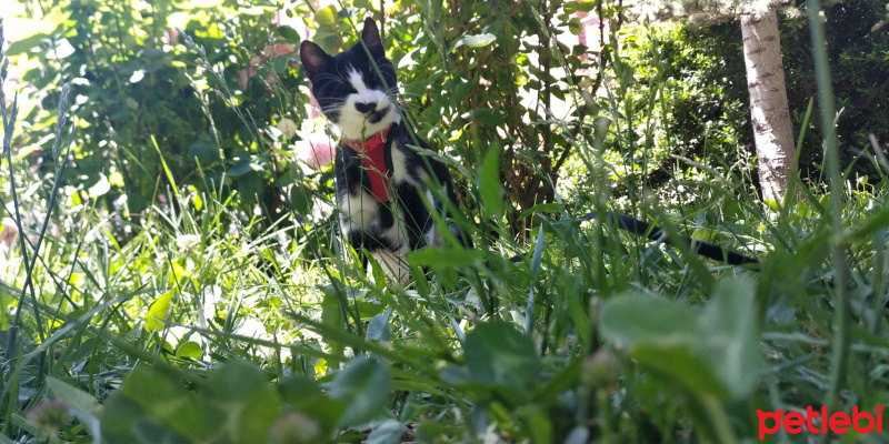 Tekir Kedi, Kedi  karahan fotoğrafı