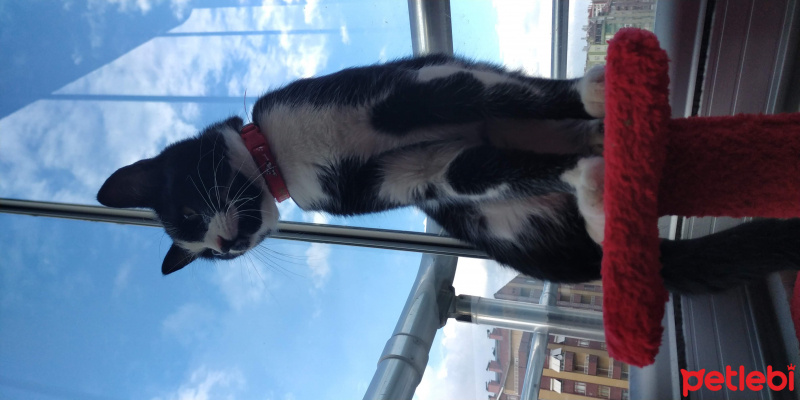 Tekir Kedi, Kedi  karahan fotoğrafı