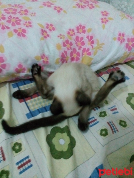 Siyam Kedisi, Kedi  GECE fotoğrafı