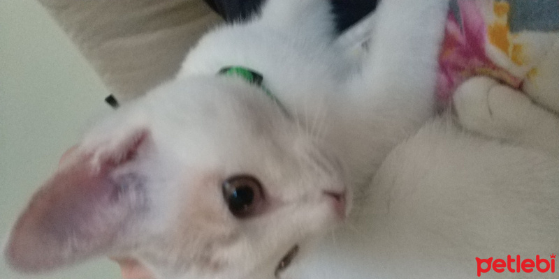 Tekir Kedi, Kedi  Pamuk fotoğrafı