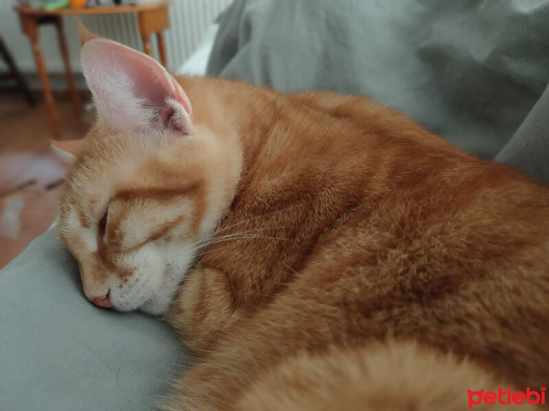 Sarman, Kedi  Güneş fotoğrafı