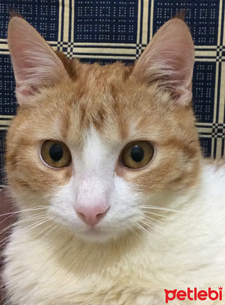 Sarman, Kedi  Tarçın fotoğrafı