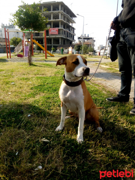 Amerikan Staffordshire Terrier, Köpek  Sasha fotoğrafı