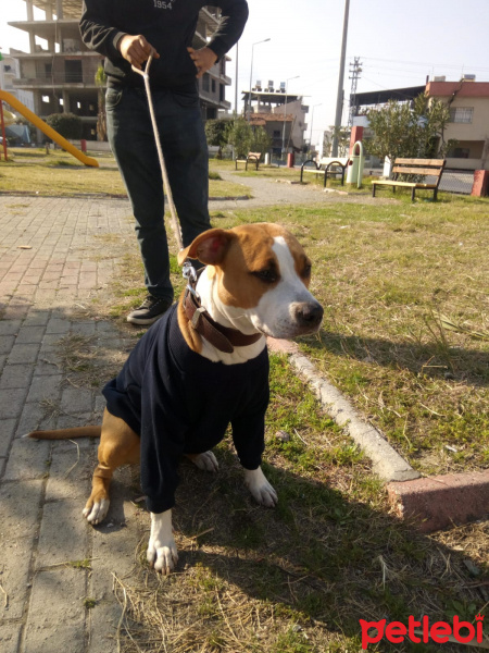 Amerikan Staffordshire Terrier, Köpek  Sasha fotoğrafı