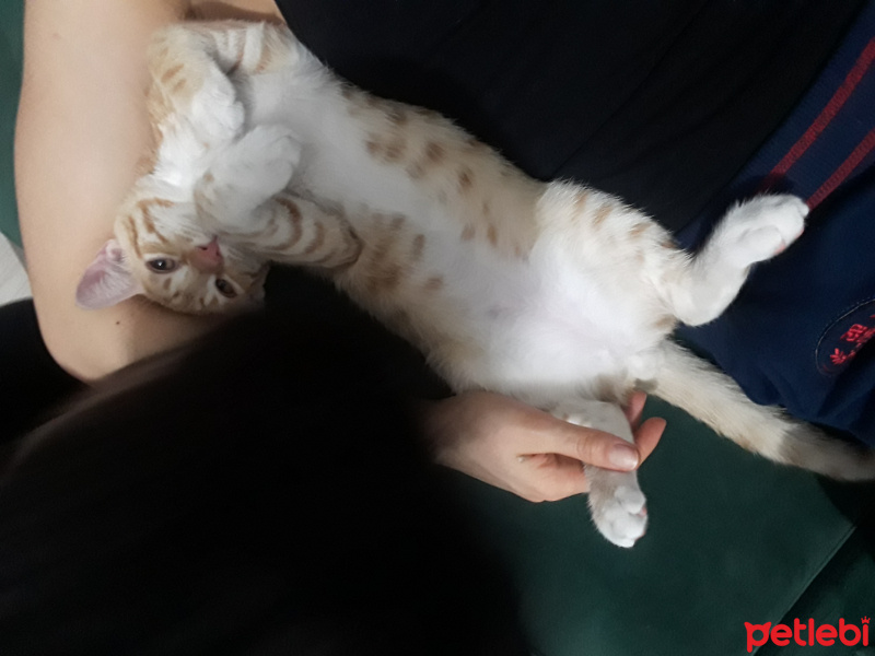 Sarman, Kedi  Müslüm fotoğrafı