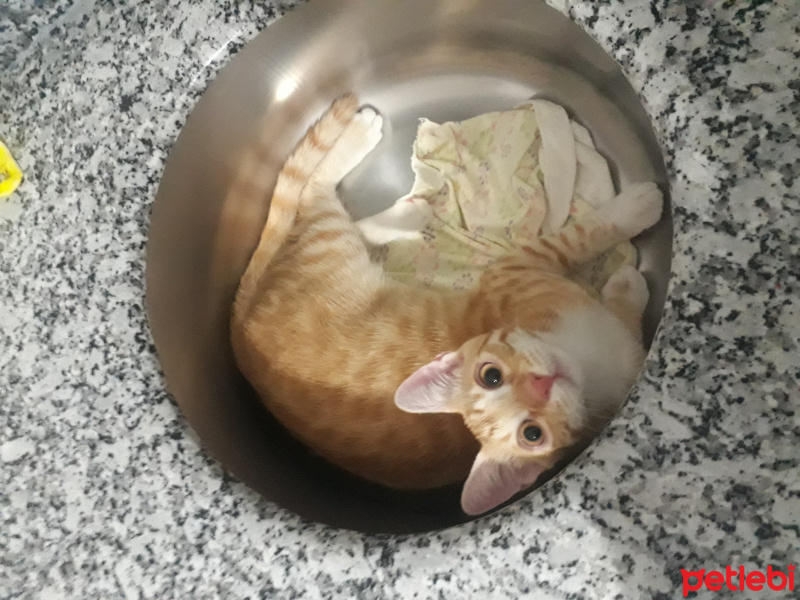 Sarman, Kedi  Müslüm fotoğrafı