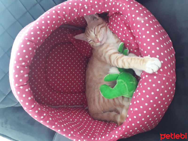 Sarman, Kedi  Müslüm fotoğrafı