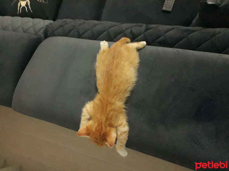 Sarman, Kedi  Müslüm fotoğrafı