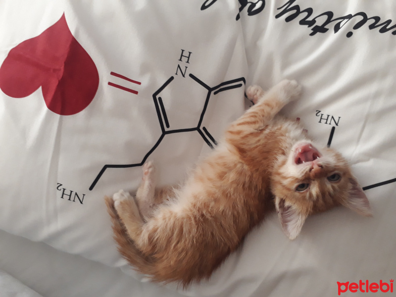 Sarman, Kedi  Müslüm fotoğrafı