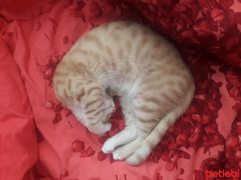 Sarman, Kedi  Müslüm fotoğrafı