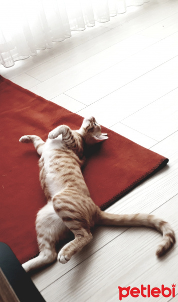 Sarman, Kedi  Müslüm fotoğrafı