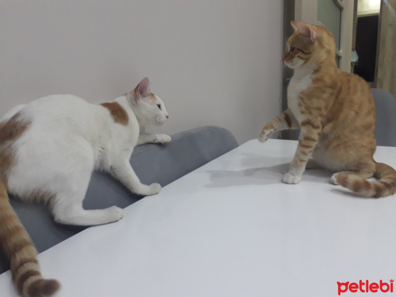 Sarman, Kedi  Müslüm fotoğrafı