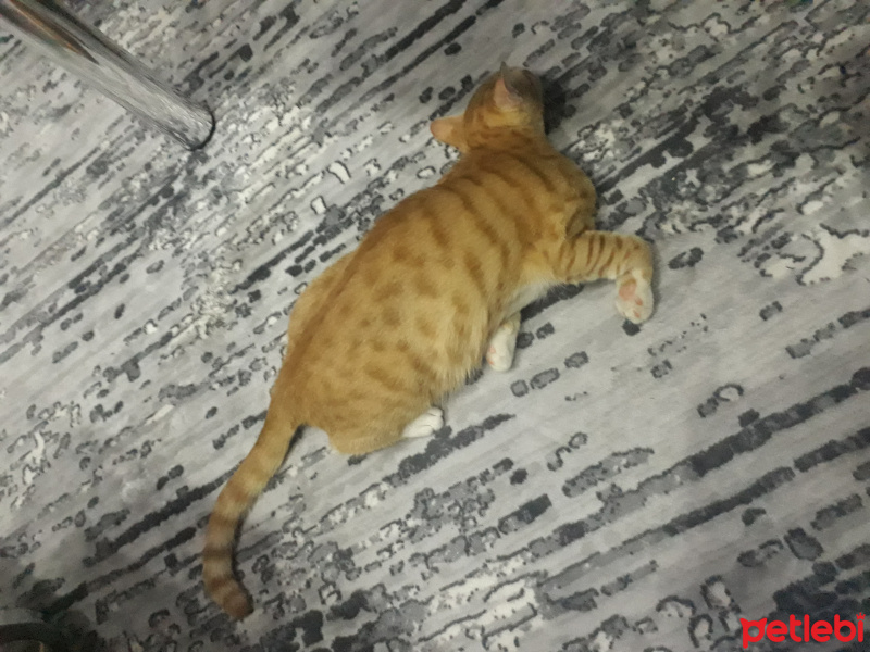 Sarman, Kedi  Müslüm fotoğrafı