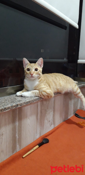 Sarman, Kedi  Müslüm fotoğrafı