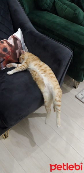 Sarman, Kedi  Müslüm fotoğrafı