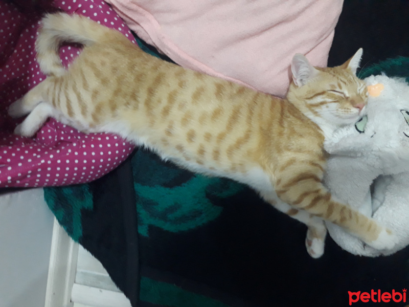 Sarman, Kedi  Müslüm fotoğrafı