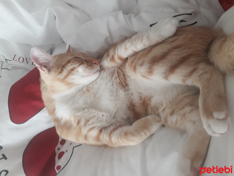 Sarman, Kedi  Müslüm fotoğrafı