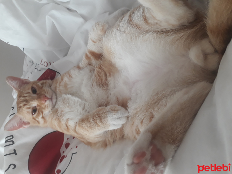 Sarman, Kedi  Müslüm fotoğrafı