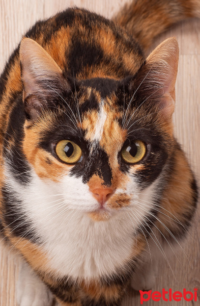 Tekir Kedi, Kedi  Piksel fotoğrafı